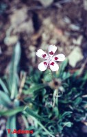 /album/wildflowers/dianthus-tymphresteus-oiti-jpg/